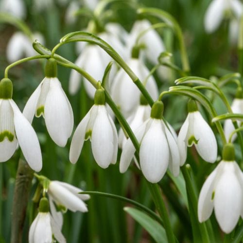 dt-brown FLOWER BULBS Snowdrop Flower Bulbs