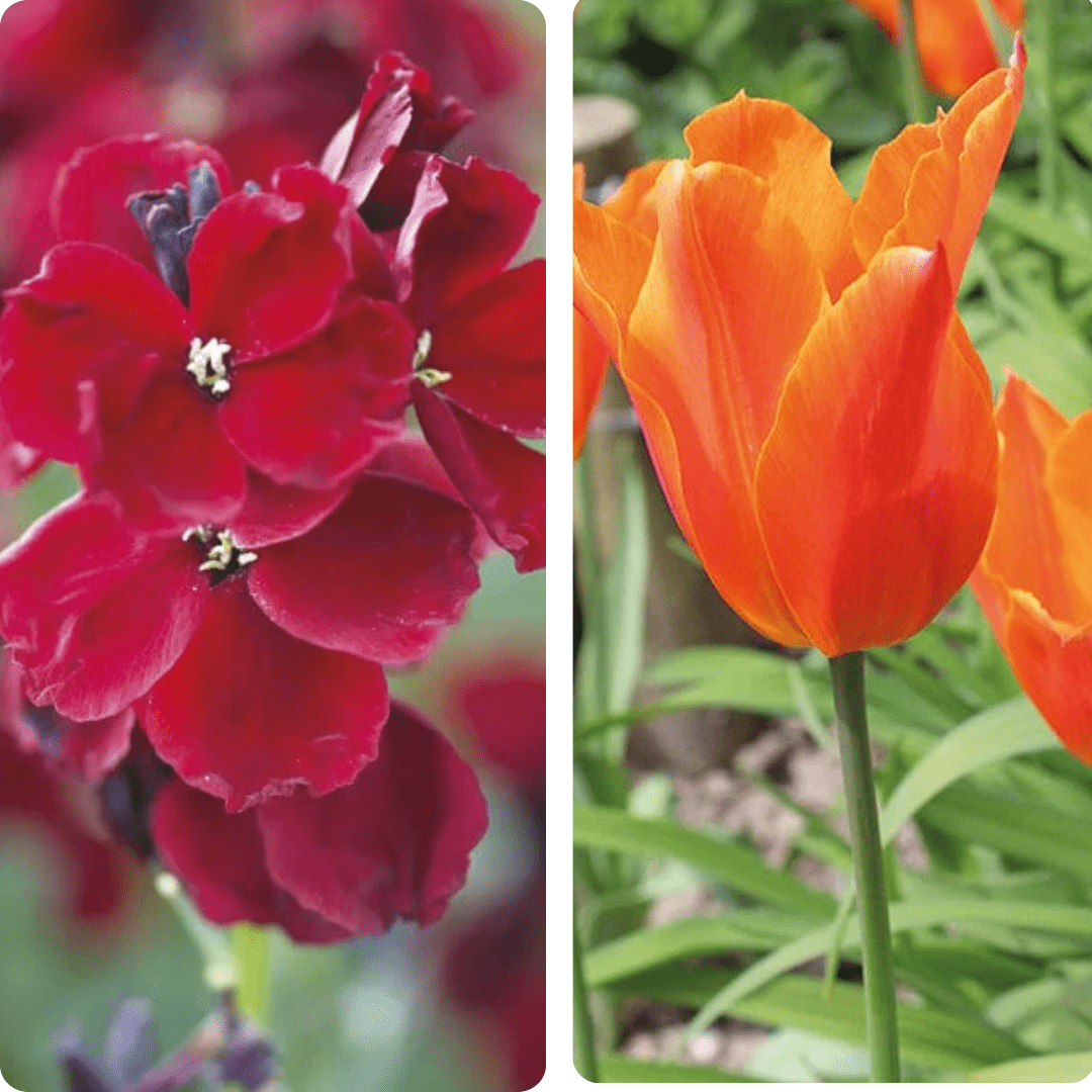dt-brown Spiced Twilight Tulip and Wallflower Collection