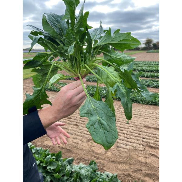 Spinach Geshi F1 Seeds