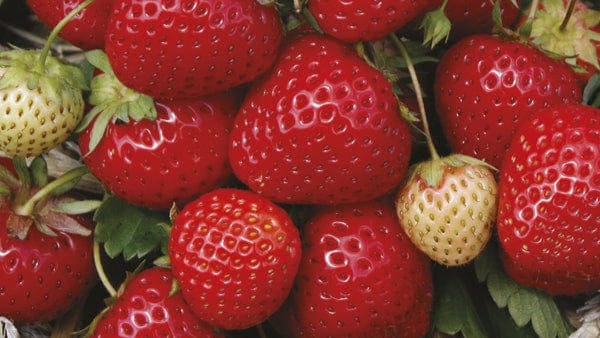 Our Favourite Strawberry Varieties