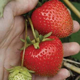dt-brown FRUIT Strawberry Christine A+ Grade Fruit Plants (Early Season)
