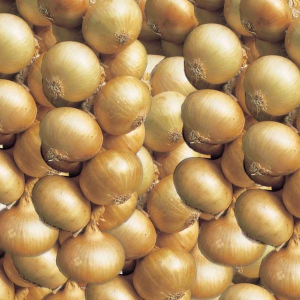 dt-brown ONIONS/GARLIC/SHALLOTS Spring Planting Onion Set Collection
