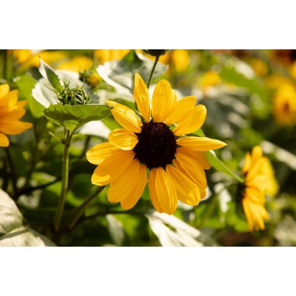 DT Brown FLOWER PLANTS Sunflower Full Summer Flower Plants