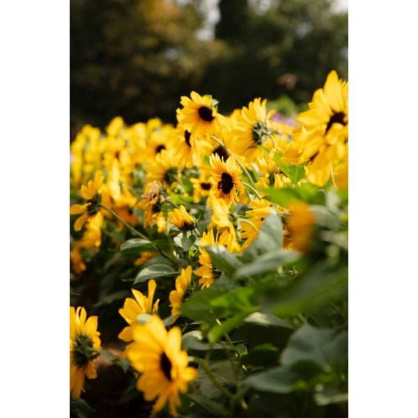 DT Brown FLOWER PLANTS Sunflower Full Summer Flower Plants