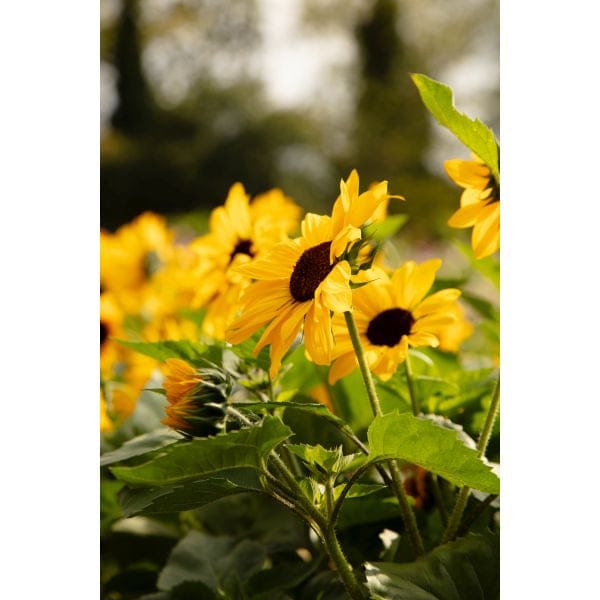DT Brown FLOWER PLANTS Sunflower Full Summer Flower Plants