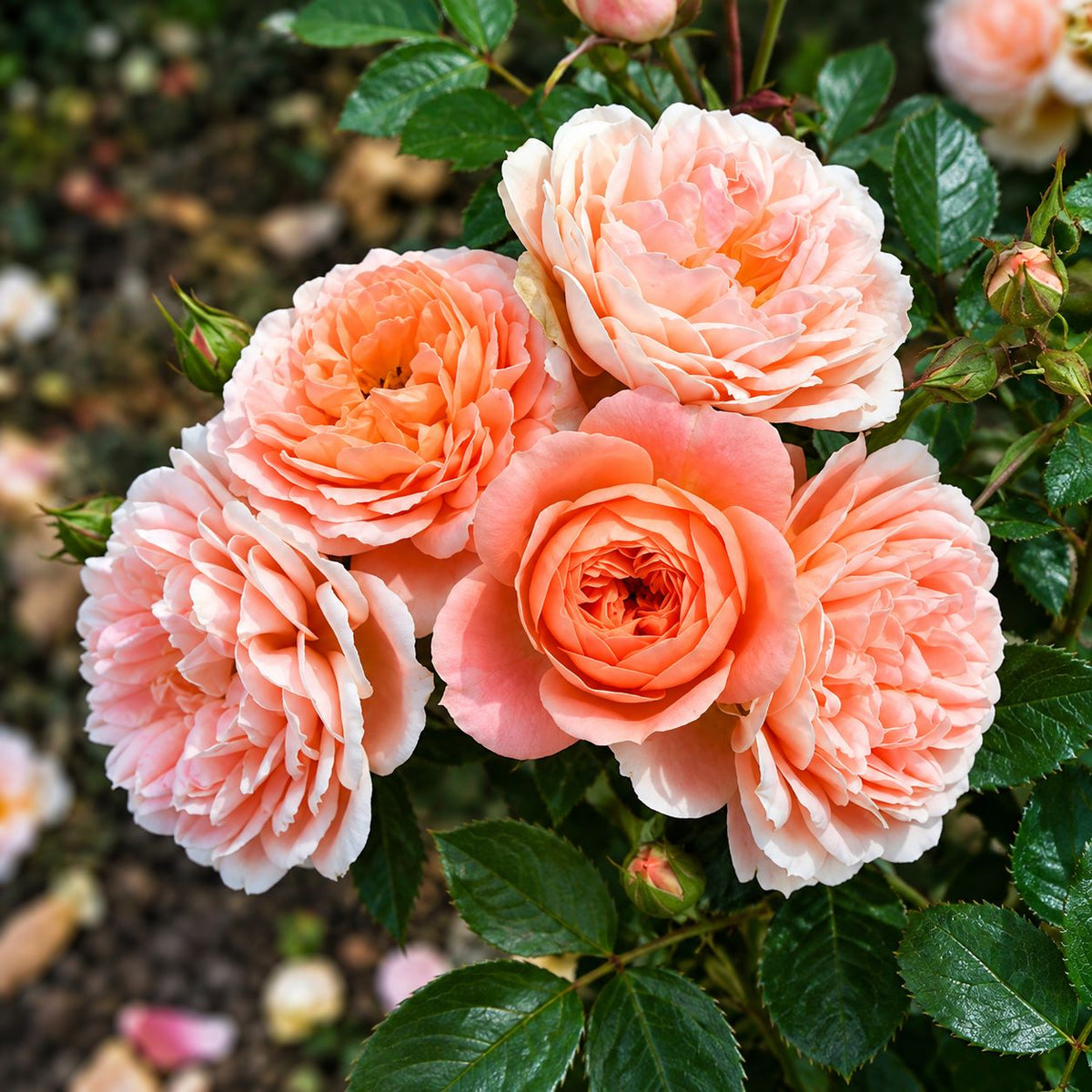 Rose Sweet Dream (Patio)