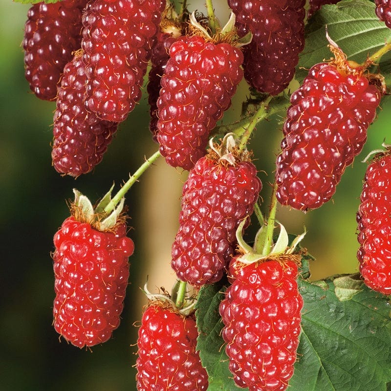 dt-brown FRUIT Tayberry Fruit Plant
