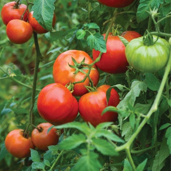 dt-brown VEGETABLE PLANTS Tomato Big Daddy F1 (Beefsteak) Veg Plants