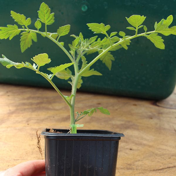 dt-brown VEGETABLE PLANTS Tomato Shirley F1 AGM (Medium) Grafted Plants