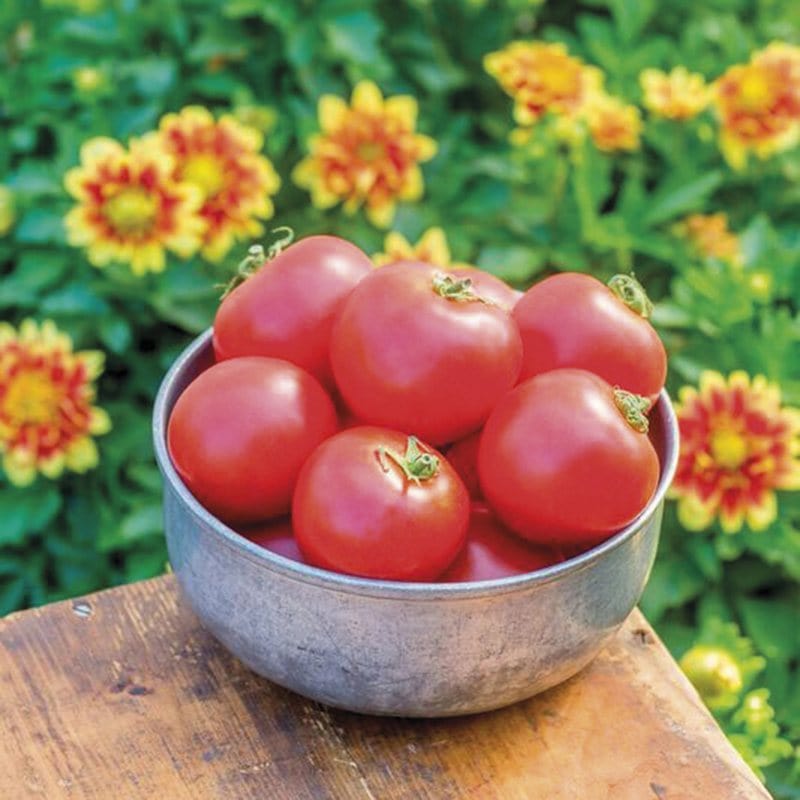 dt-brown VEGETABLE SEEDS Tomato Crimson Crush F1 Seeds