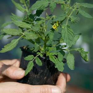 dt-brown VEGETABLE PLANTS Tomato Toddler F1 (Standard) Veg Plants