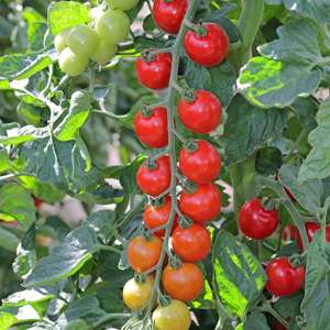 dt-brown VEGETABLE PLANTS Tomato Toddler F1 (Medium) Veg Plants
