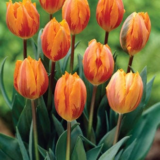 dt-brown FLOWER BULBS Tulip Prinses Irene Bulbs