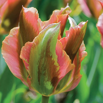 Close-up of a tulip with pink and green petals against a blurred green background