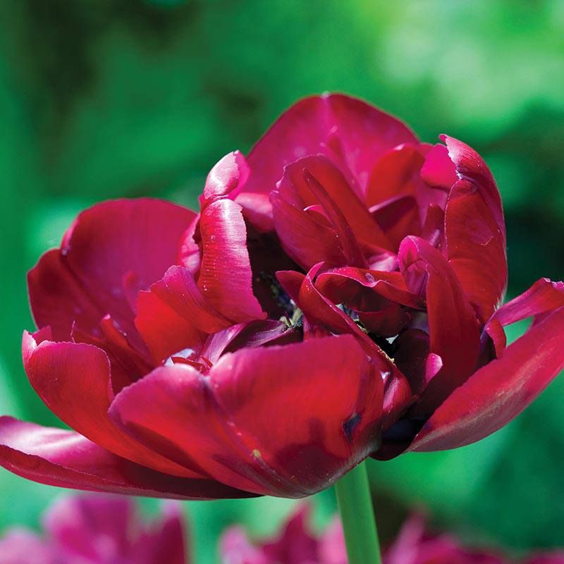 Close-up of a vibrant red tulip with a blurred green background