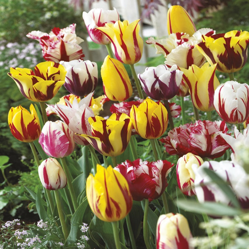 Tulip Rembrandt  Flower Bulb Mix