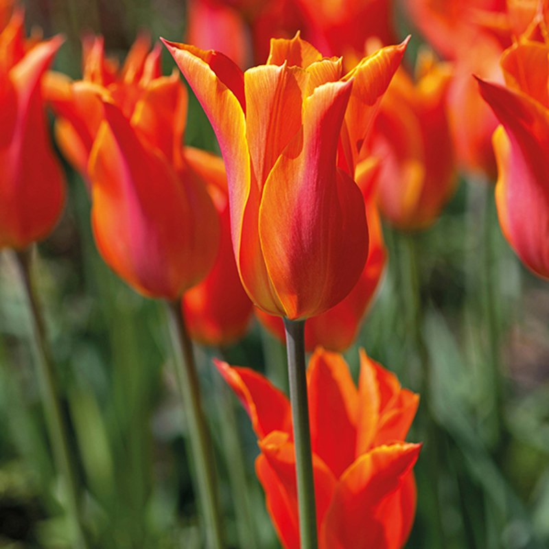 Tulip Lily Flowered Bulb Collection