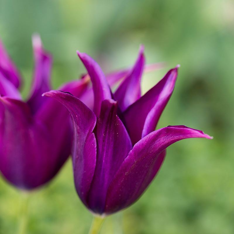 Close-up of a purple tulip with a blurred green background