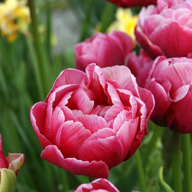 dt-brown FLOWER BULBS Tulip Wedding Gift Bulbs