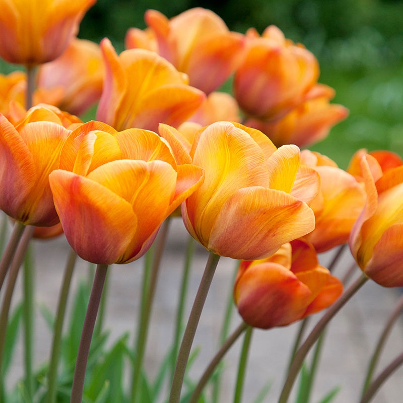 Close-up of orange tulips with a blurred green background