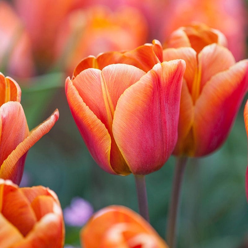dt-brown FLOWER BULBS Tulip Cairo Bulbs