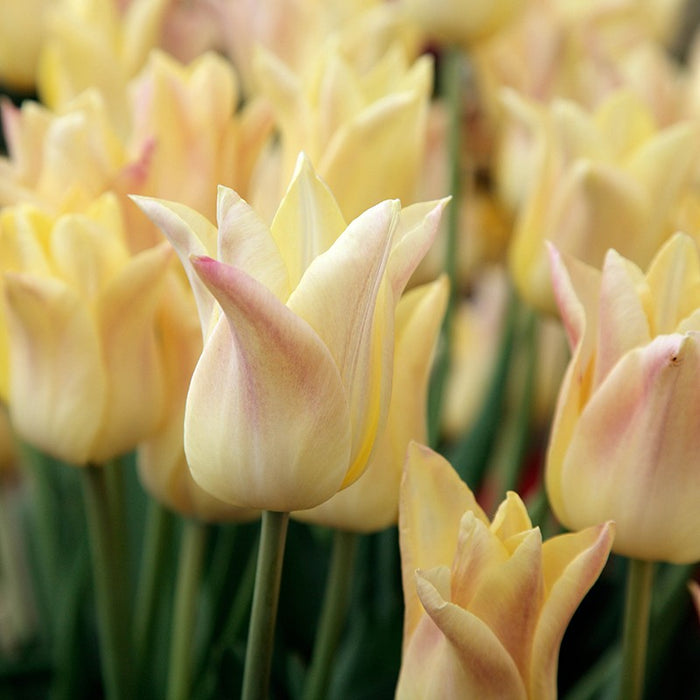 D. T. Brown Tulip Elegant Lady Flower Bulbs Tall Cream & Pink Tulips