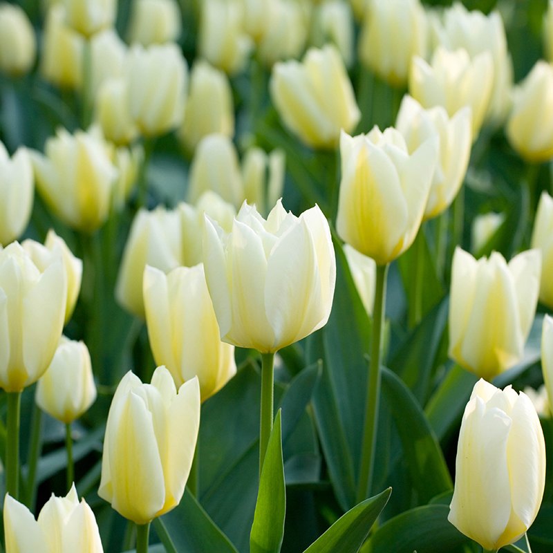 Field of white tulips with green leaves
