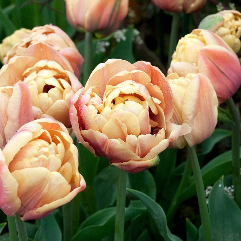 Tulip La Belle Epoque Bulbs