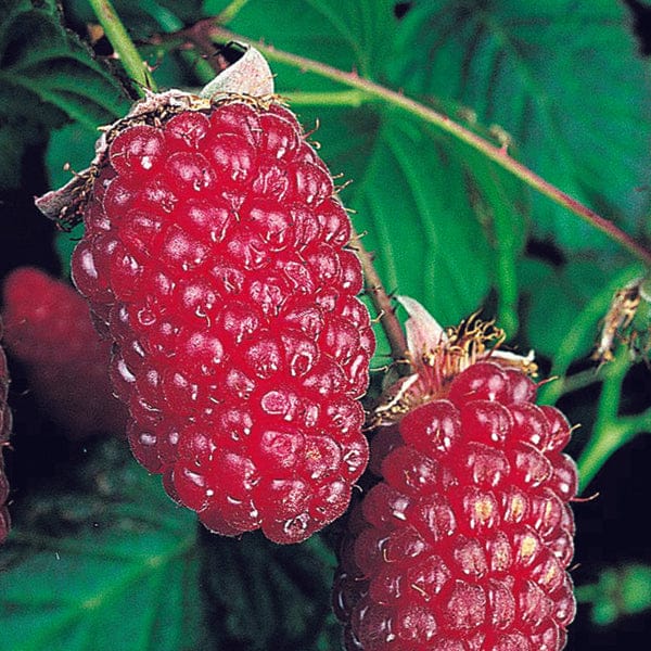 DT Brown FRUIT Tummelberry Fruit Plant