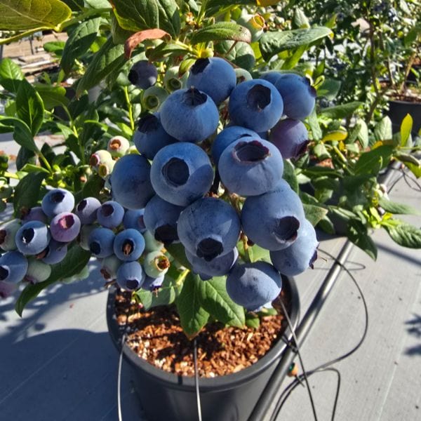 dt-brown FRUIT Titanium Blueberry 2ltr Potted Plant