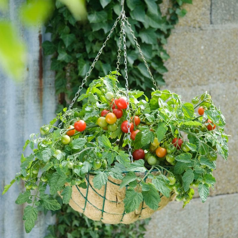 dt-brown Tomato Terenzo F1 (Cherry) Veg Plants