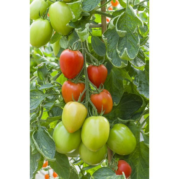 Tomato Plum Sahel F1 Seeds