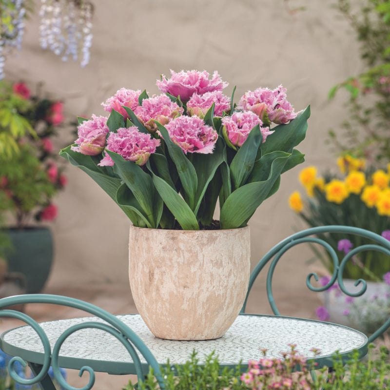 dt-brown FLOWER BULBS Tulip Cairns Flower Bulbs