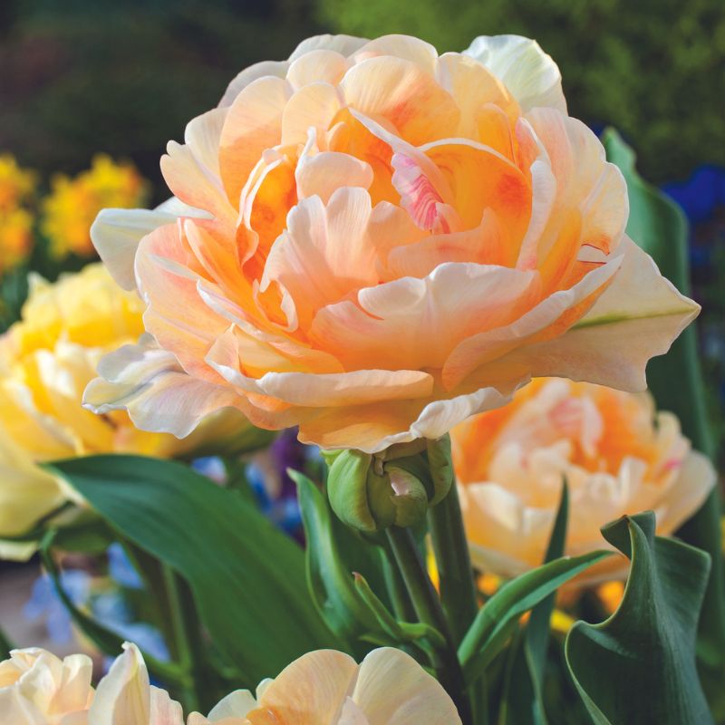 Tulip Charming Lady Flower Bulbs