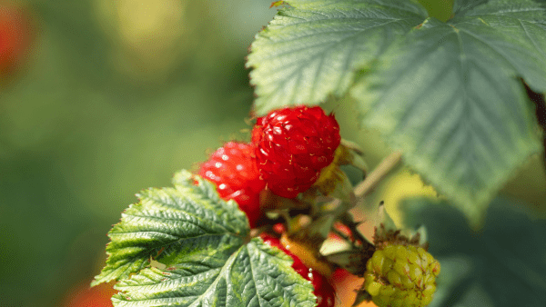 How to Grow Raspberries | D.T. Brown