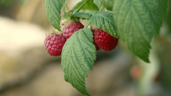 How to Grow Raspberries | D.T. Brown