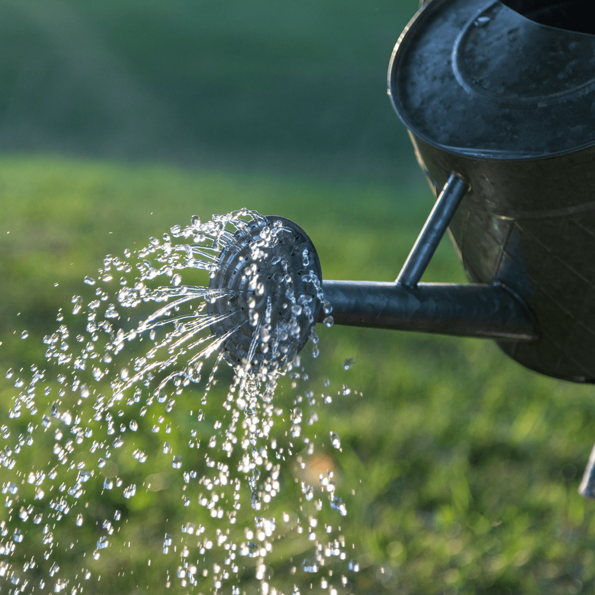 Watering & Irrigation