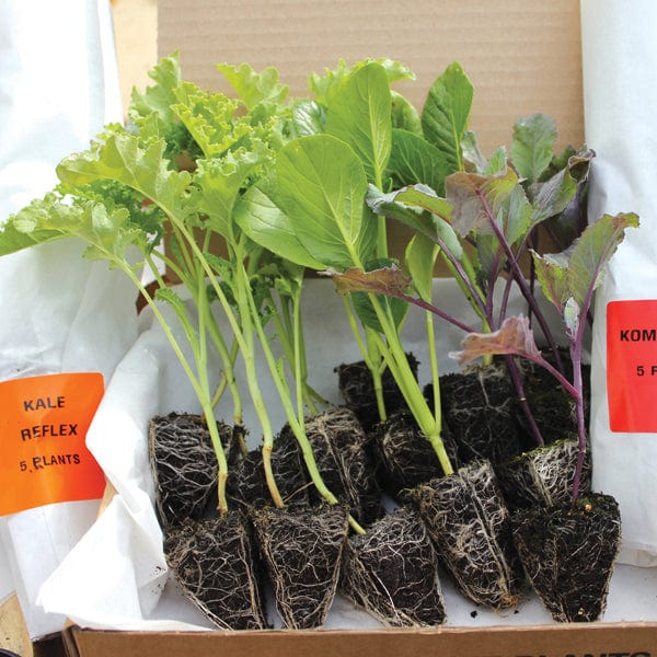dt-brown VEGETABLE PLANTS Kale Reflex F1 Plants
