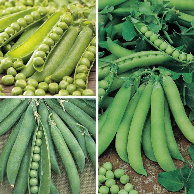 dt-brown VEGETABLE PLANTS Pea Veg Plant Collection