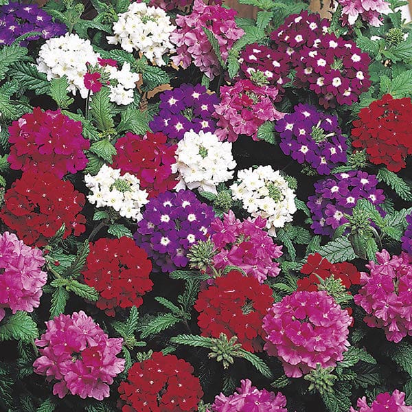 dt-brown FLOWER PLANTS Verbena Quartz Mixed F1 Plug Plants