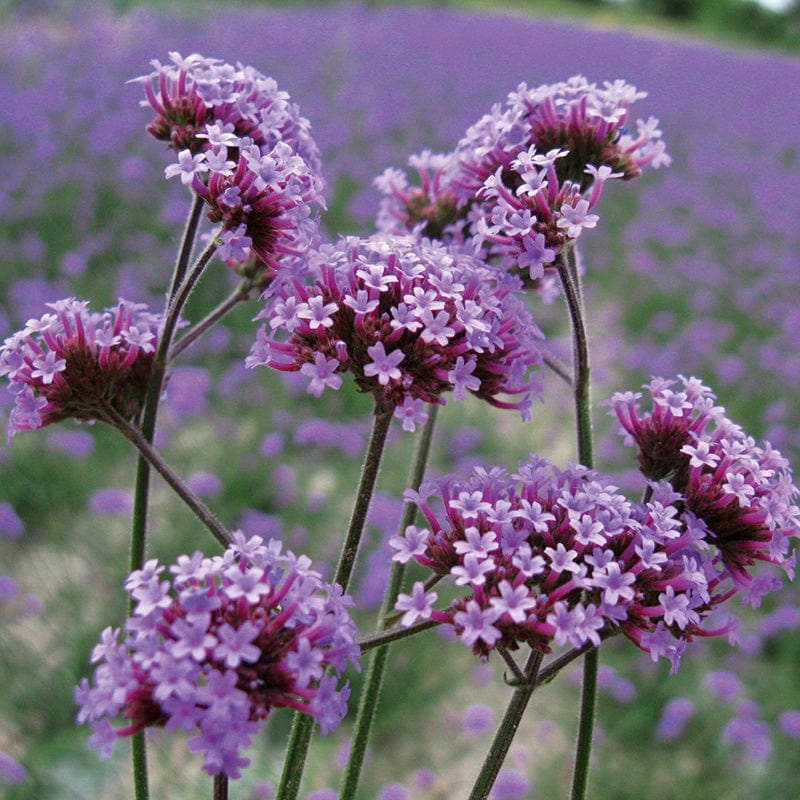 dt-brown FLOWER PLANTS Verbena bonariensis AGM Potted Flower Plant