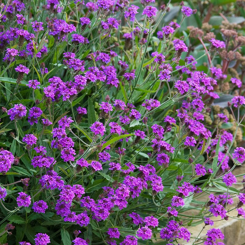 dt-brown FLOWER PLANTS Verbena rigida Santos Purple Flower Plants