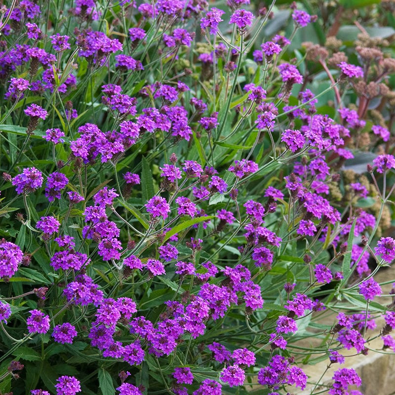 dt-brown FLOWER PLANTS Verbena rigida Santos Purple Flower Plants