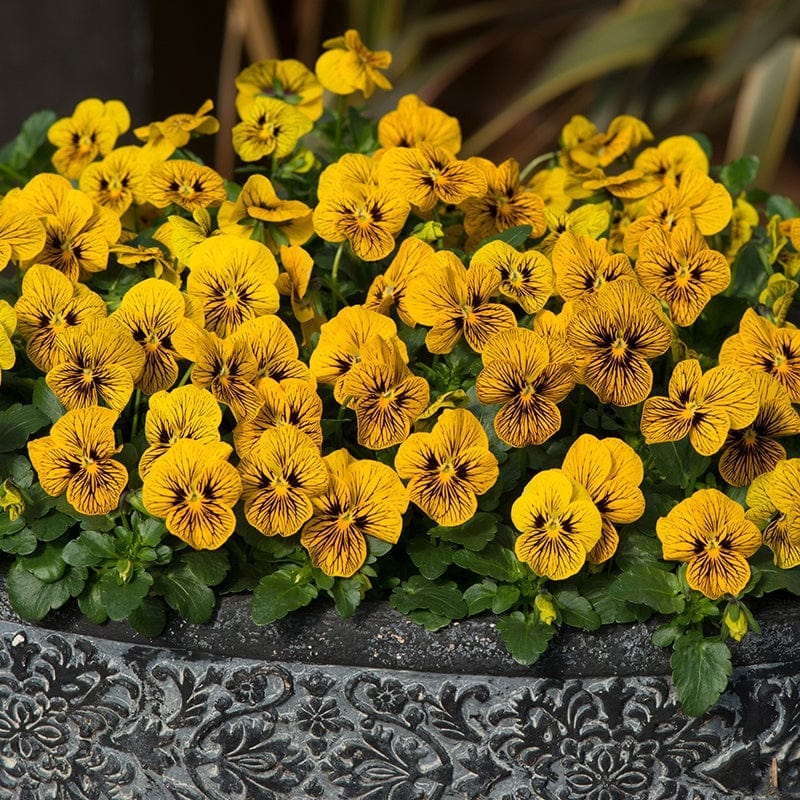 dt-brown FLOWER PLANTS Viola Sorbet Tiger Eye F1