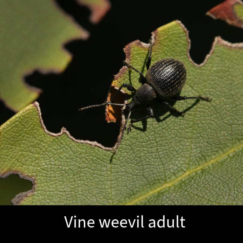 dt-brown HARDWARE Vine Weevil Control Nematodes 100sq.m