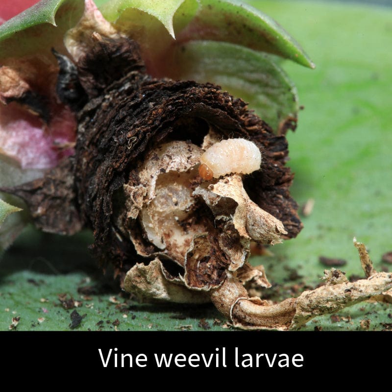 dt-brown HARDWARE Vine Weevil Control Nematodes 100sq.m
