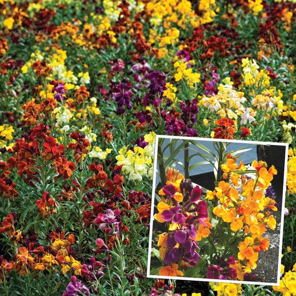 dt-brown FLOWER PLANTS Wallflower Persian Carpet Flower Plants