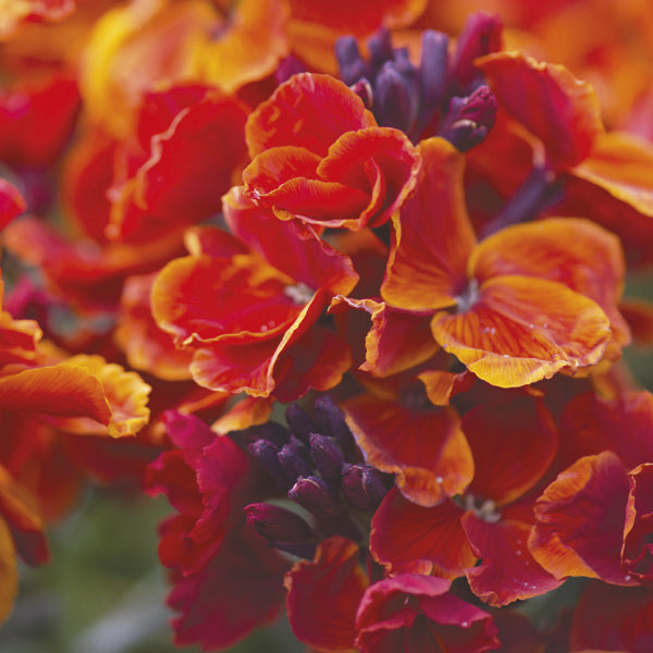 Wallflower Fire King Flower Plants