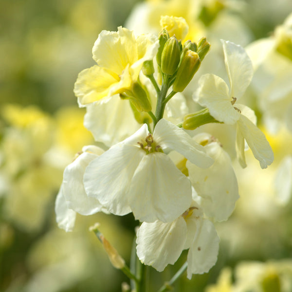 Wallflower Ivory White Flower Plants