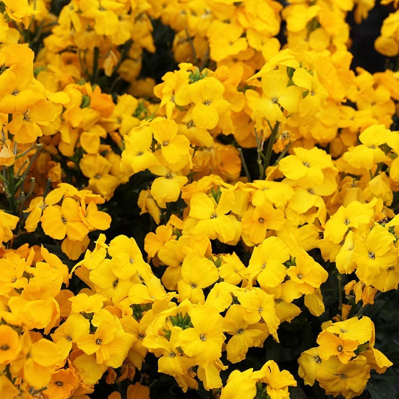 dt-brown FLOWER PLANTS Wallflower Sugar Rush Yellow F1 Plants